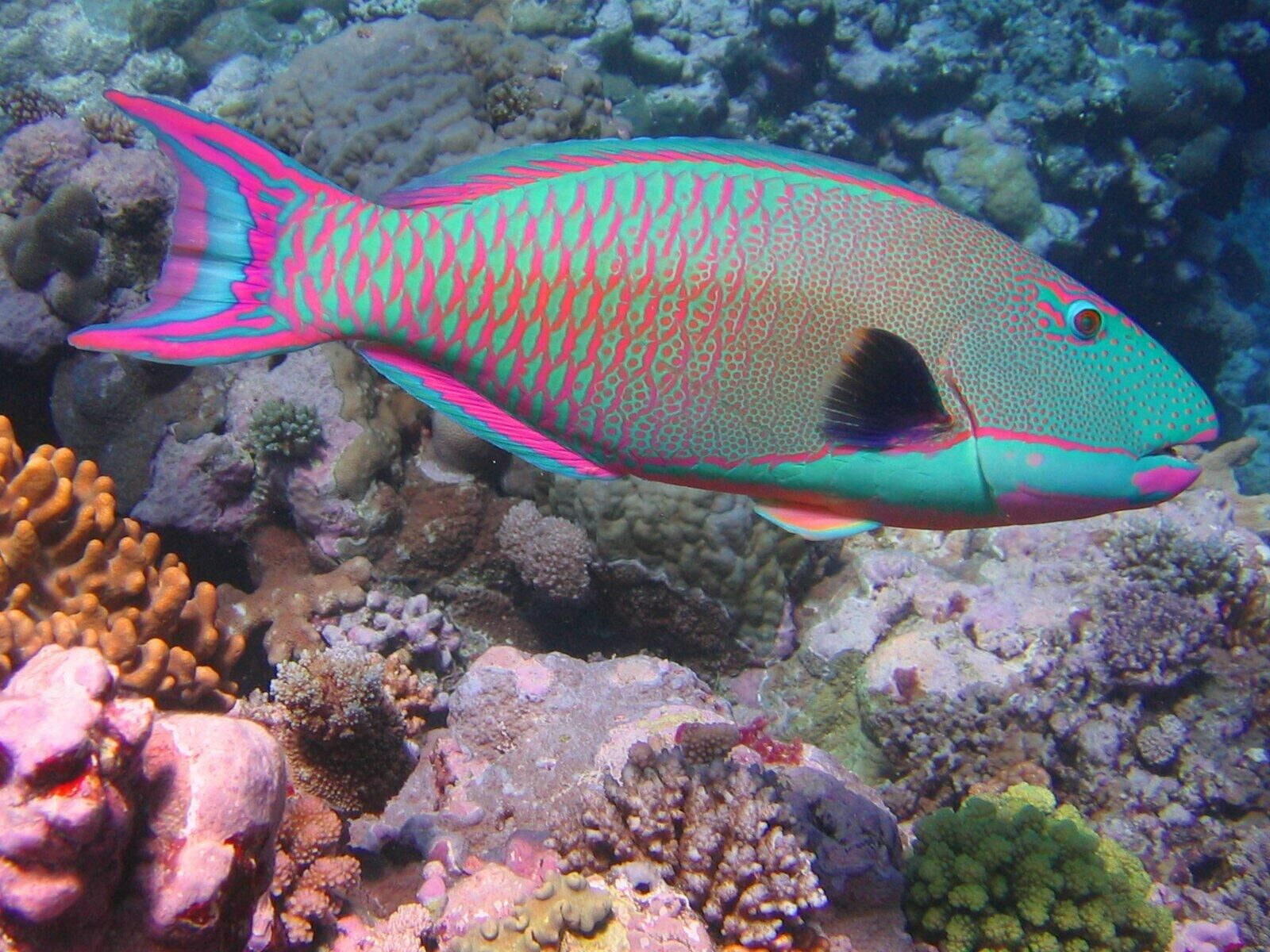 Imagem do Peixe Papagaio